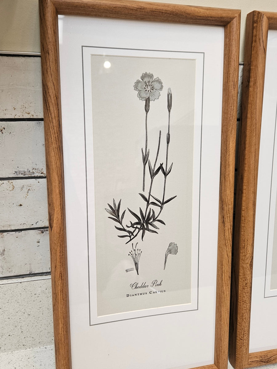 Dianthus Prints