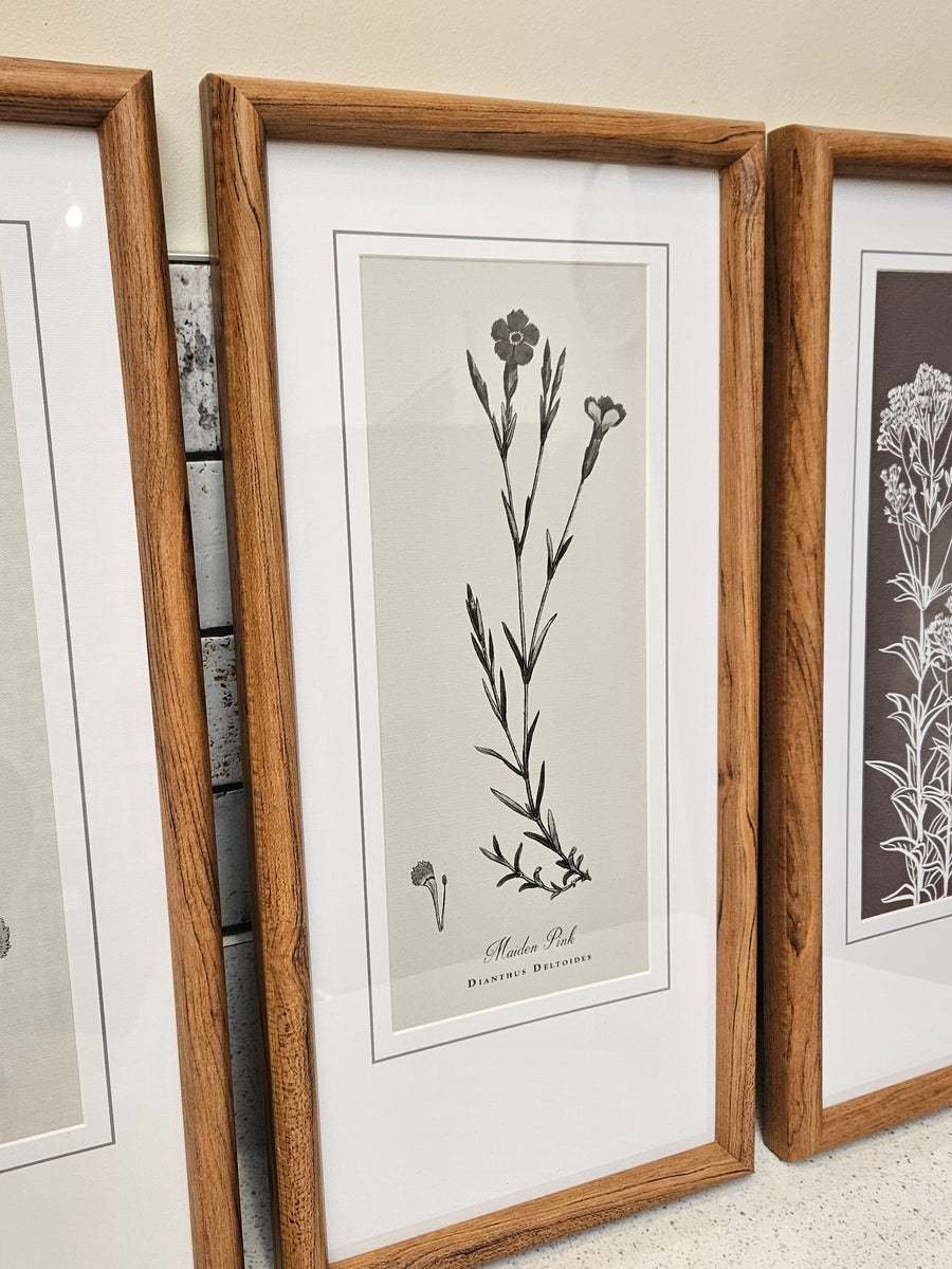 Dianthus Prints