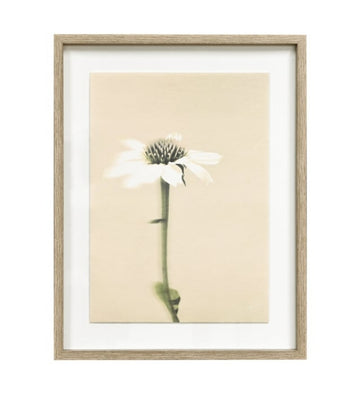 Framed Wall Art Echinacea Natural Frame